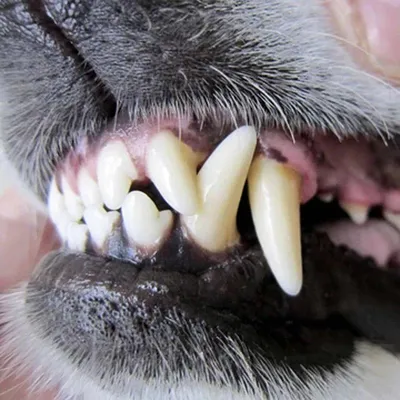 Зубной камень у собак – причины, последствия, профилактика