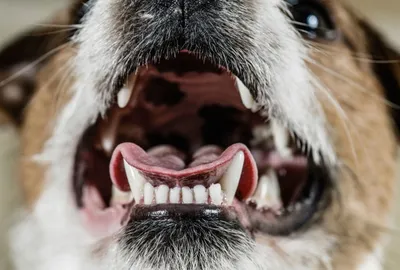 Почему у собаки воняет изо рта