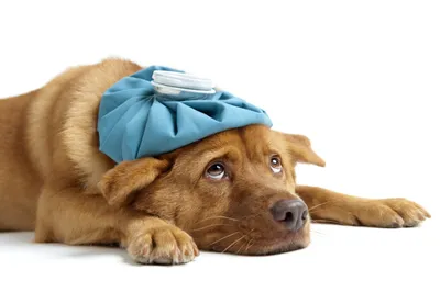 Основные инфекционные болезни собак