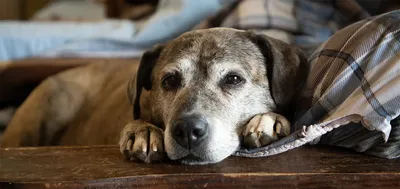 В США распространяется загадочная и опасная для жизни болезнь, поражающая  собак - Газета.Ru | Новости