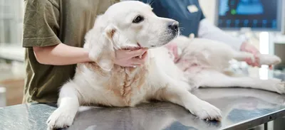 Ученые: лечение собачьего слабоумия поможет от болезни Альцгеймера у людей  | Ветеринария и жизнь