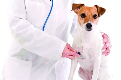 Болезнь Аддисона (гипоадренокортицизм) у собак - лечение