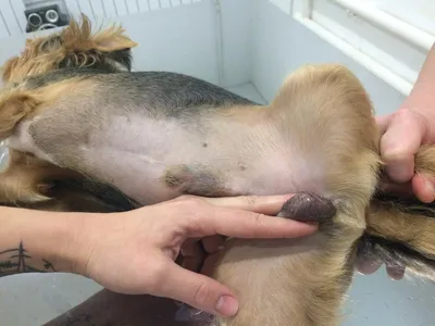 Болезни собак - Ветеринарная клиника в Зеленограде \"POLIVET\"