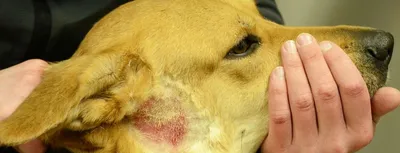Болезни собак кожные фото фотографии
