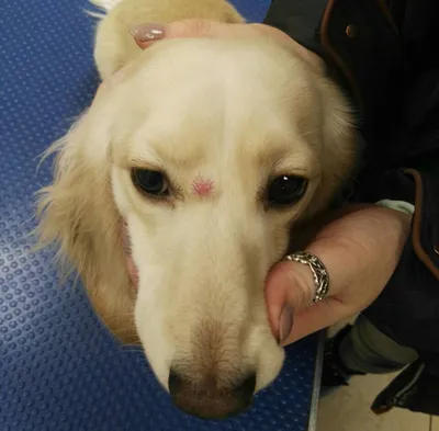 Дерматит в болезни собак на кожу собаки Стоковое Изображение - изображение  насчитывающей потек, воспаление: 150940323
