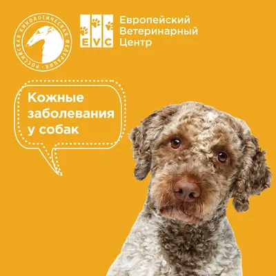 Кожные заболевания у собак (55 фото) - картинки sobakovod.club