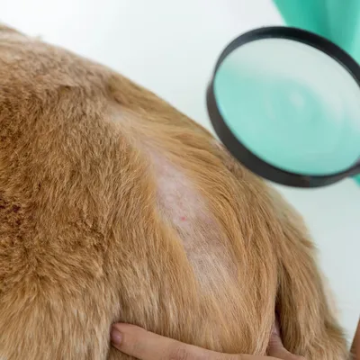 болезни кожи у собак - Вопросы ветеринару