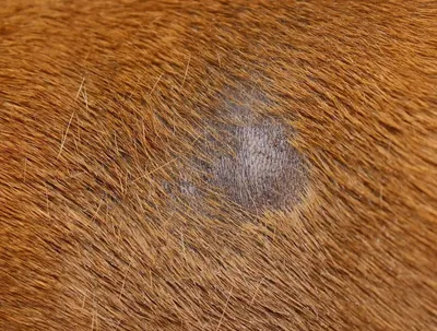 Суспензия Apicenna Стоп-Зуд для собак при заболеваниях кожи и аллергии,  дерматите, 15 мл - купить с доставкой по выгодным ценам в интернет-магазине  OZON (1003824156)