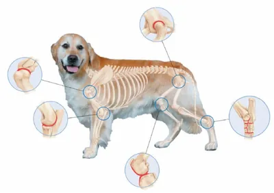 Артрит у собак: симптомы, лечение и препараты при болезни суставов