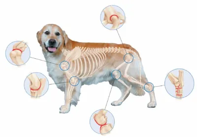 Болезни суставов у собак фото 