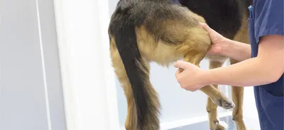 Дисплазия тазобедренных суставов у собак - Ветеринарный Центр «Прайд»