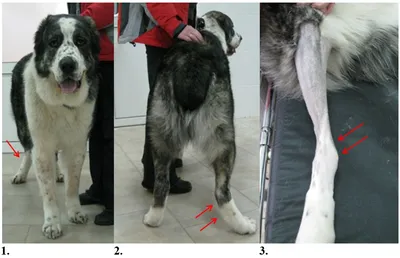 ZOO DOCTOR - БОЛЕЗНИ СУСТАВОВ И ИХ СИМПТОМЫ У СОБАК Дисплазия суставов у  собак — это неправильная пространственная ориентация между суставами,  которая в тяжелых случаях вызывает нарушение опорно-двигательной функции.  Диагноз может поставить