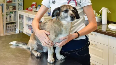 Купить Unitabs ArthroActive с глюкозамином и МСМ для собак для поддержки  функции хрящей и суставов в Бишкеке - Petshop.kg