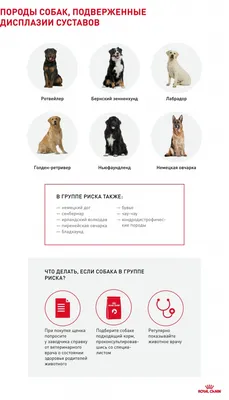Болезнь Пертеса у собак, диагностика и лечение