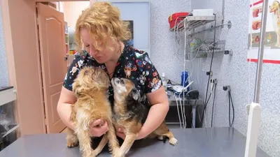 Что делать при воспалительных заболеваниях суставов у кошек и собак |  Hill's - YouTube