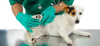 Болезни суставов у собак фото фотографии