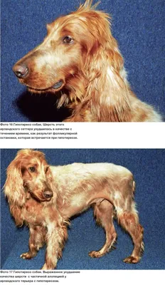 Тендопатия сухожилия надостной мышцы у собаки