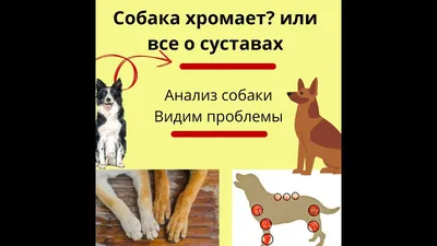 Синдром слабости запястья собак | Ветеринарная клиника доктора Шубина