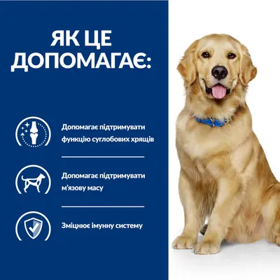 Лечение артроза у собаки в Москве – симптомы и виды, восстановление  коленного сустава, профилактика – клиника ИВЦ МВА