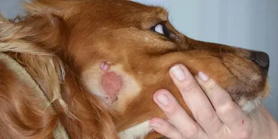 Проблема в том, что уха собаки, Otitis Externa и средства массовой  информации Otitis в ухе собаки, воспаление уха собаки внешнего Стоковое  Фото - изображение насчитывающей ангстрома, любимчик: 150940402