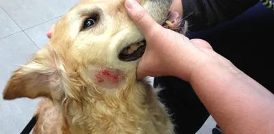 Вынужденная косметическая операция на ушах у собаки.