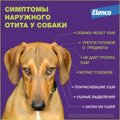 Дерматит на ухо собаки указывает на болезнь Стоковое Фото - изображение  насчитывающей зудяще, здоровье: 150940338