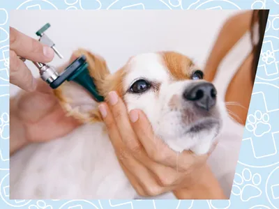 Дерматит на ухо собаки указывает на болезнь Стоковое Фото - изображение  насчитывающей зудяще, здоровье: 150940338