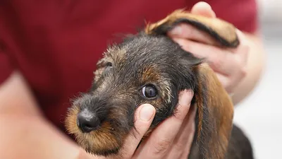 Горячие уши у собак - причины. Ветеринарная клиника \"Зоостатус\"