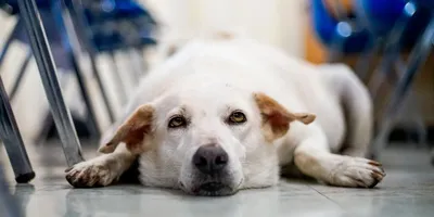 Болезни ушей у собак: виды заболеваний, лечение и профилактика
