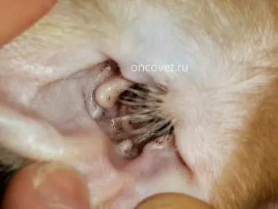 Отодектоз у кошек (Otodectes cynotis) - лечение