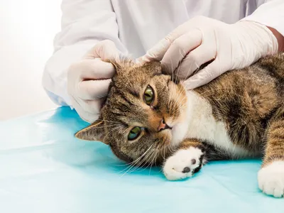 Отит у собак и кошек - симптомы, диагностика, лечение воспаления ушей у  животныз