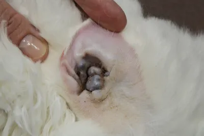 Опухоли церуминозных желез кошек | Ветеринарная клиника доктора Шубина