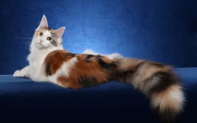 Кошки стали чаще страдать от болезней, вызванных чесоточными клещами |  Ветеринария и жизнь