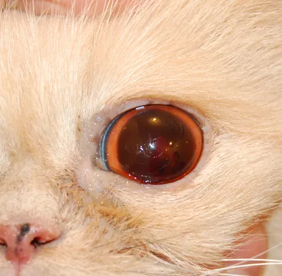 Заворот века у кошки | Блефаропластика - Клиника ZooVision Спб