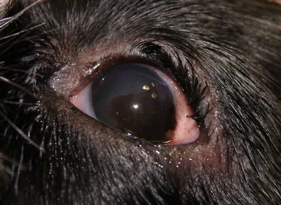 Паннус (кератит овчарок) у собак: причины, симптомы, лечение