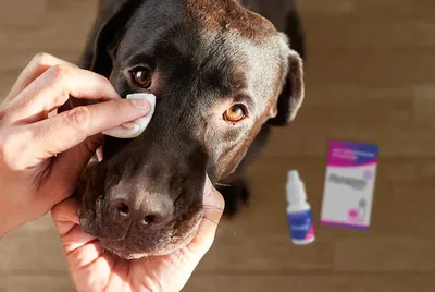 Признаки проблем с глазами у собак — Управление ветеринарии Ростовской  области