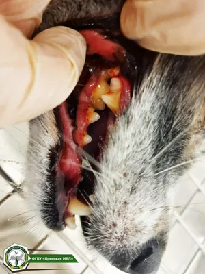 Проблемы с зубами у мелких пород собак | Ветеринария и жизнь