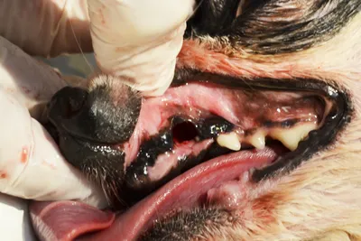 Зубной камень у собак, профилактика и причины появления