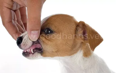 Удаление зубов у собак - Зоомедик