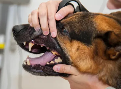 Пародонтит и воспаление дёсен у собак