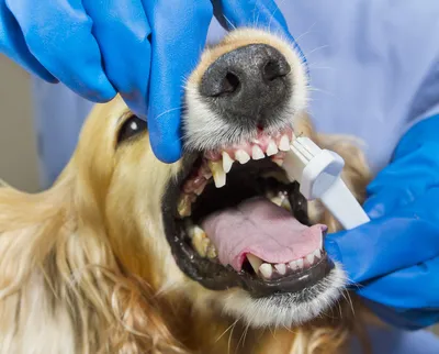10 шт., приспособления для чистки зубов у собак | AliExpress