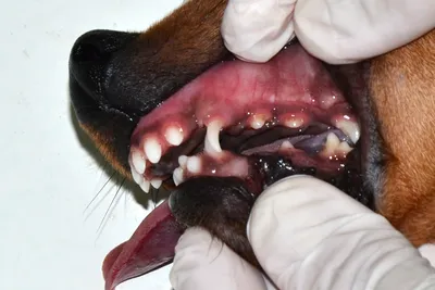 Воспаление десен, гингивит у собак - причины, лечение и профилактика