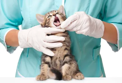 II-й класс нарушения прикуса (недокус, брахигнатия нижней челюсти) |  Ветеринарная клиника доктора Шубина