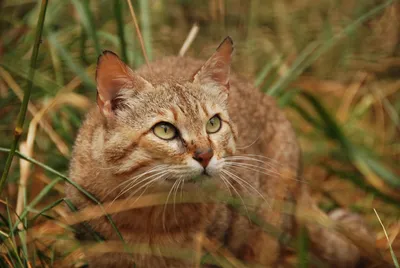 В зимнем лесу болотный кот …» — создано в Шедевруме