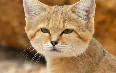 Европейский Дикий Кот Зимой — стоковые фотографии и другие картинки Лесной  кот - Лесной кот, Дикая кошка, Зима - iStock