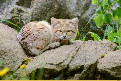 милый молодой дикий кот в зелени Стоковое Изображение - изображение  насчитывающей пинто, отрезок: 224719705