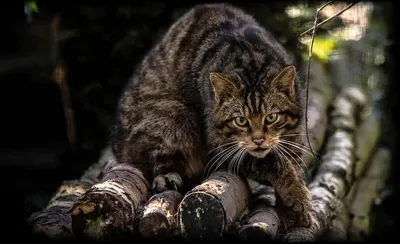Видео: Почему дикий кот с высоких шотландских холмов — самый свирепый хищник