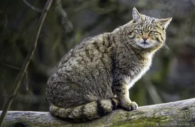 В Германии лесной кот заблокировал туристов в башне - РИА Новости,  23.10.2023
