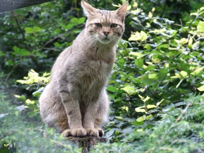 Дикий кот найден в Костроме | Pet911.ru