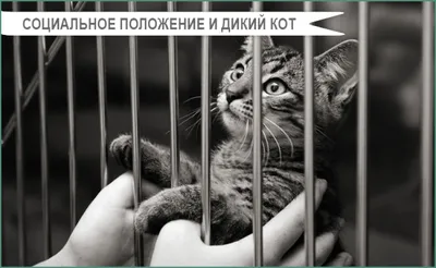 Дикий Кот Околобус Манул Закрывает голову Стоковое Изображение -  изображение насчитывающей одиночка, коты: 161905969